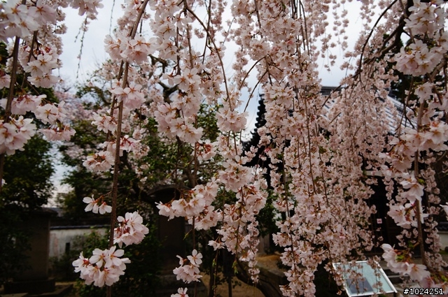 [單車拖車的無限可能] 2013 Bike·桜·京都 (4th Day)