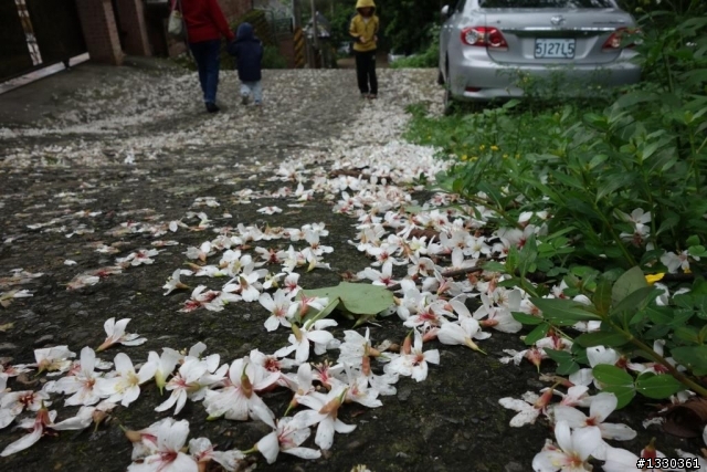 雲自在賞桐花
