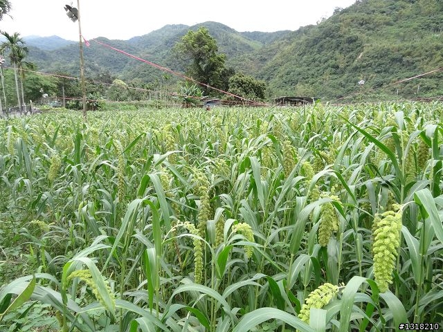 親子旅遊-清明台東自由行(1)