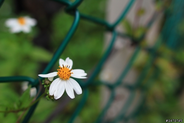 [開箱] Sigma 24mm F1.8 Macro 完美的一機一鏡