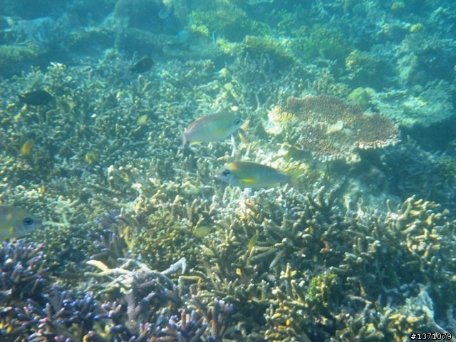 2013_02 馬來西亞 馬布島 Mabul Island Malaysia