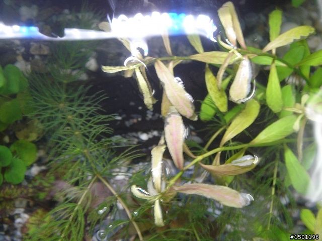 水草問題!!