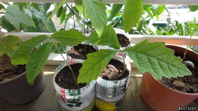 求助植物辨識專家