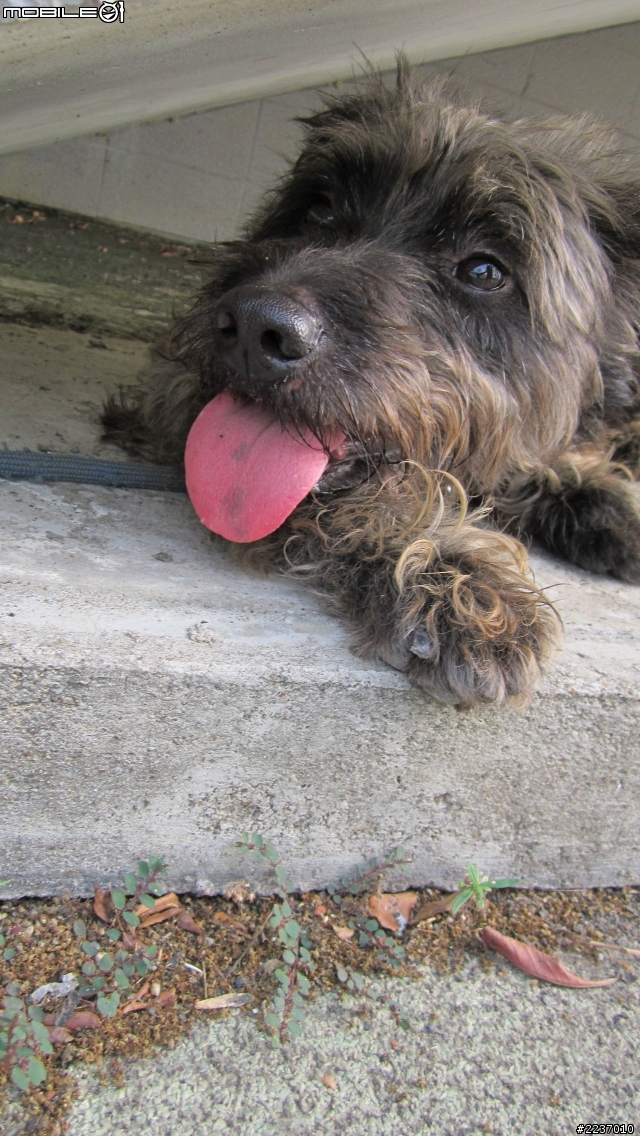 [台南/成犬免費送養]特色混梗犬~"阿丹"想要一個家