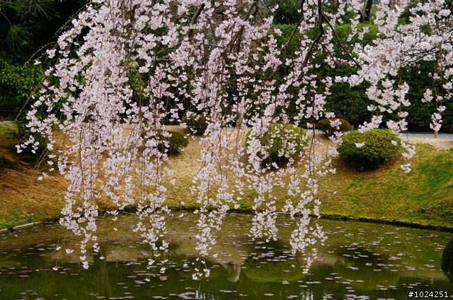 [單車拖車的無限可能] 2013 Bike·桜·京都 (4th Day)