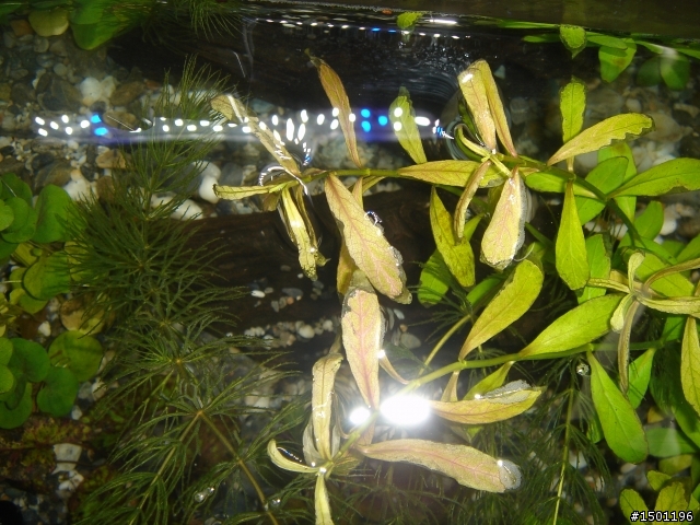 水草問題!!