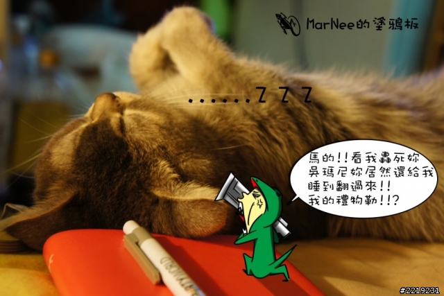 英國短毛貓 打瞌睡...