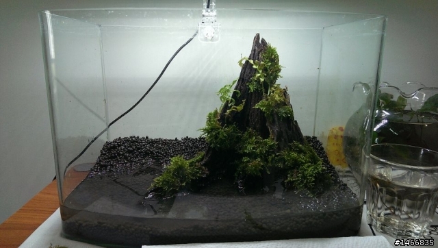 初學者分享一呎草缸!!