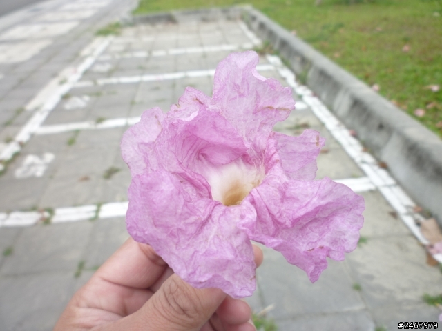 請教這是甚麼樹種
