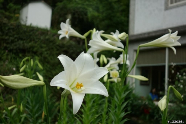 雲自在賞桐花