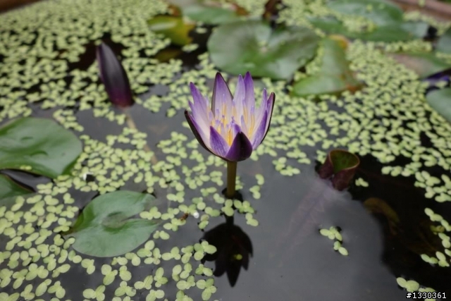雲自在賞桐花