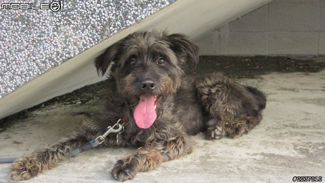 [台南/成犬免費送養]特色混梗犬~"阿丹"想要一個家