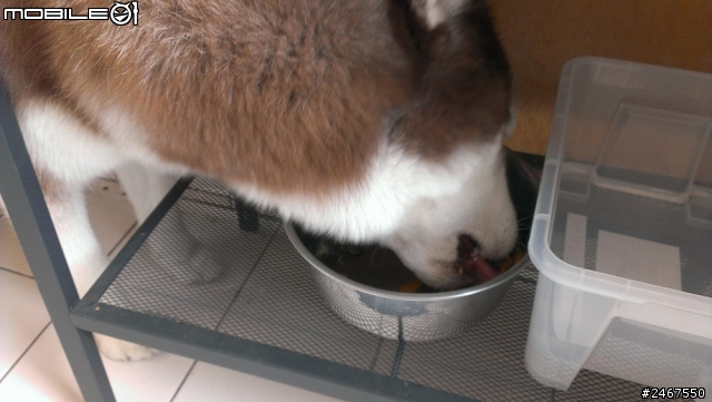 春日狗狗輕食餐 ，美味料理文~
