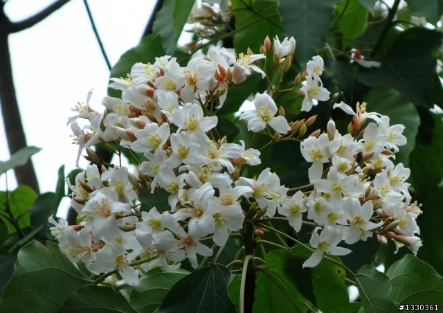 雲自在賞桐花