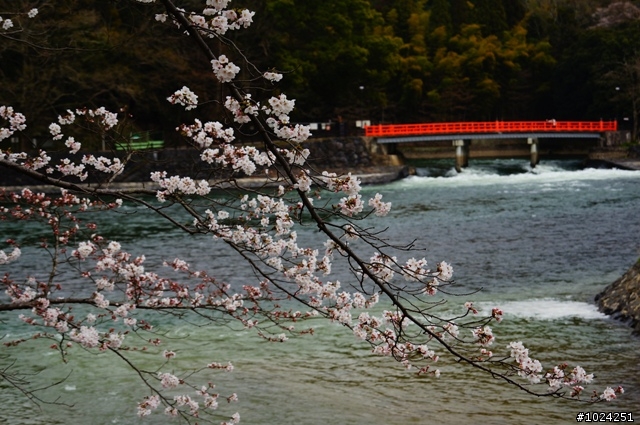 [單車拖車的無限可能] 2013 Bike·桜·京都 (4th Day)