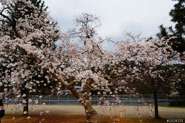 [單車拖車的無限可能] 2013 Bike·桜·京都 (4th Day)