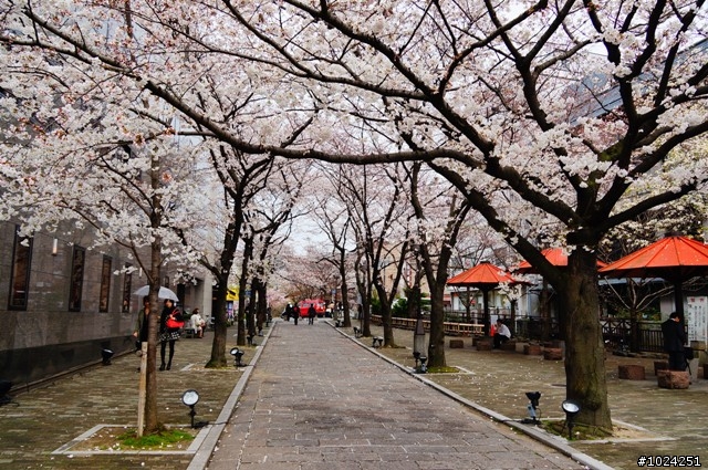 [單車拖車的無限可能] 2013 Bike·桜·京都 (3rd Day)