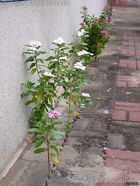Sigma 30mm f/2.8 DN EX 隨拍..