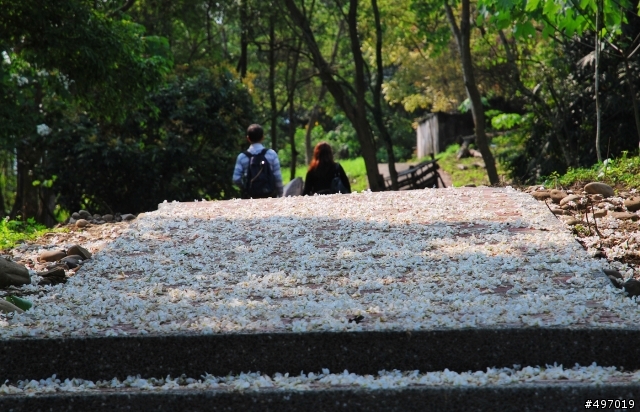 2013 初雪 ... * 雲林古坑 . 荷苞山油桐花公園