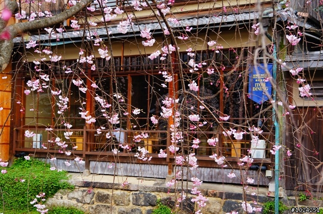 [單車拖車的無限可能] 2013 Bike·桜·京都 (3rd Day)
