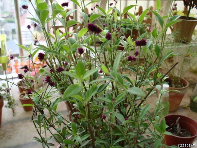 請問植物名