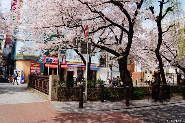 [單車拖車的無限可能] 2013 Bike．桜．京都 (7th Day)