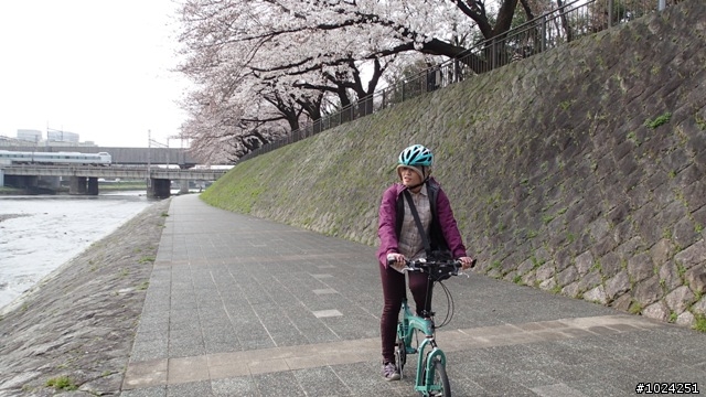 [單車拖車的無限可能] 2013 Bike·桜·京都 (4th Day)