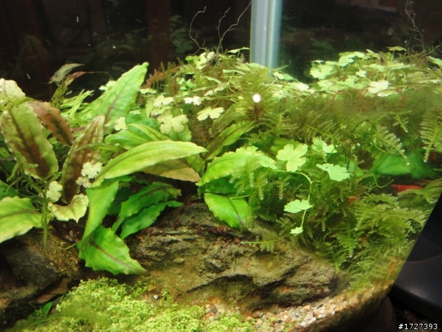 (有圖)養魚新手上路來發問