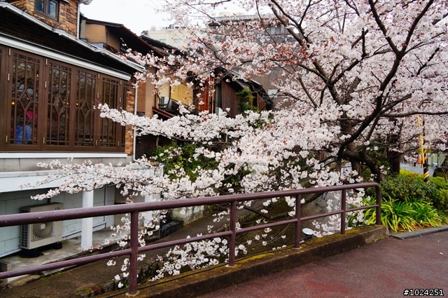 [單車拖車的無限可能] 2013 Bike·桜·京都 (3rd Day)