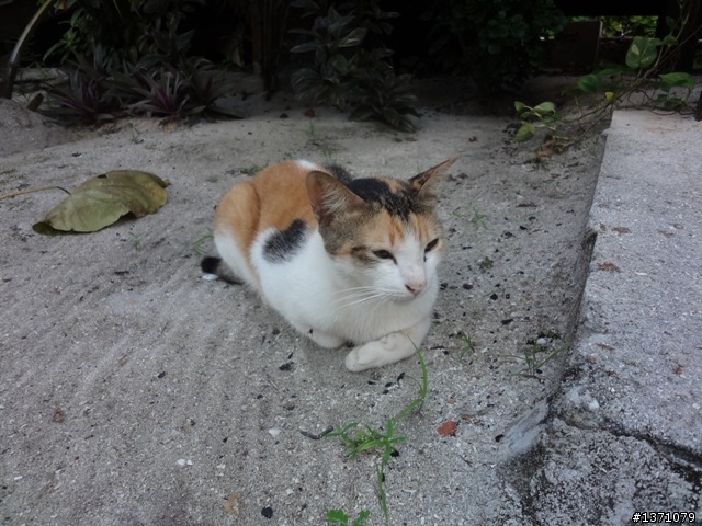 2013_02 馬來西亞 馬布島 Mabul Island Malaysia