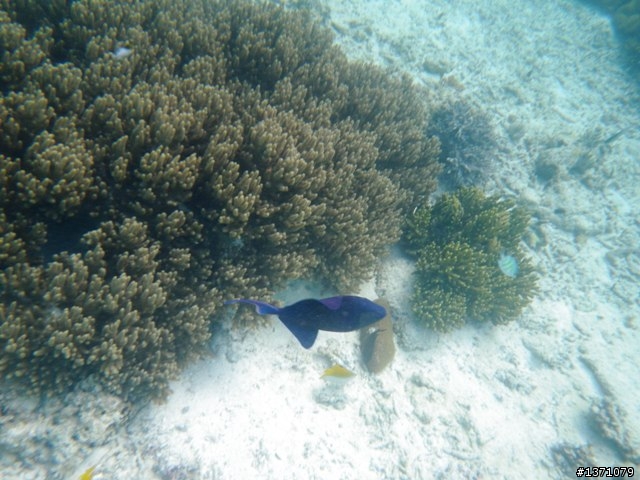 2013_02 馬來西亞 馬布島 Mabul Island Malaysia