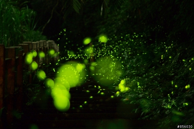 初夏夜*~不寧靜（螢火蟲、螢光蕈）