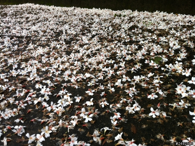 四月雪/油桐花開了 我的鐵馬行-苗栗銅鑼天空自行車道