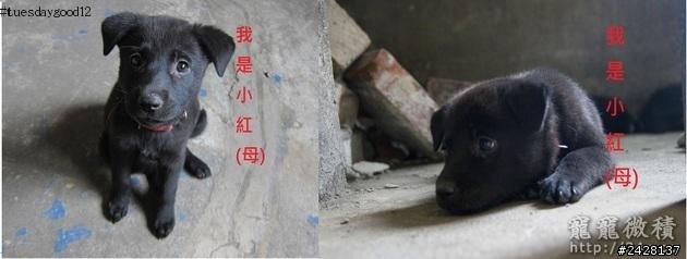 可愛兩隻母土狗寶寶待認養喔~~~均已認養