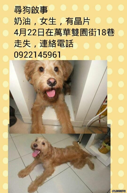 (尋狗)請台北萬華一帶的朋友幫忙注意