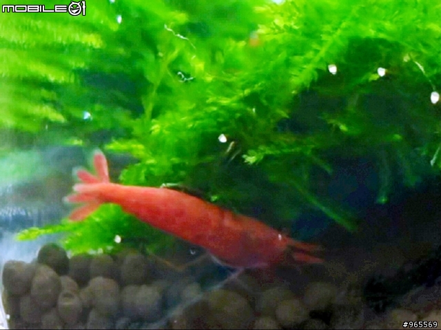懶人迷你蝦缸