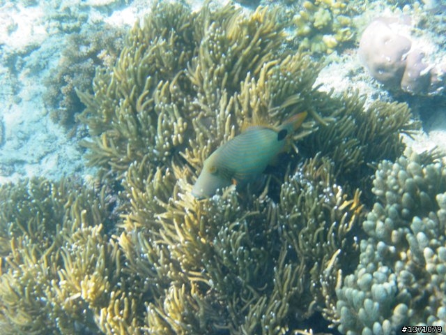 2013_02 馬來西亞 馬布島 Mabul Island Malaysia