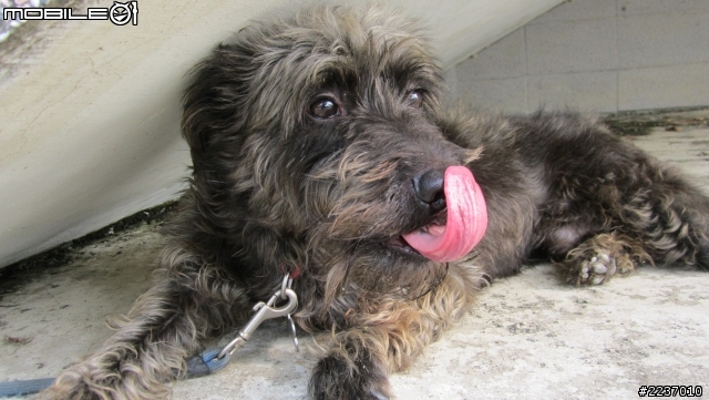 [台南/成犬免費送養]特色混梗犬~"阿丹"想要一個家