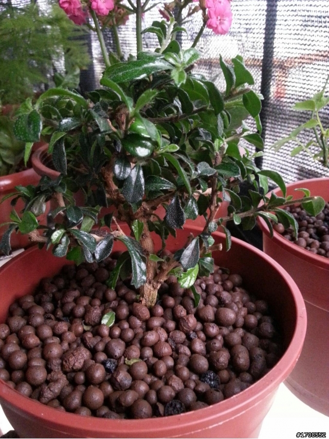 請教 這棵植物名