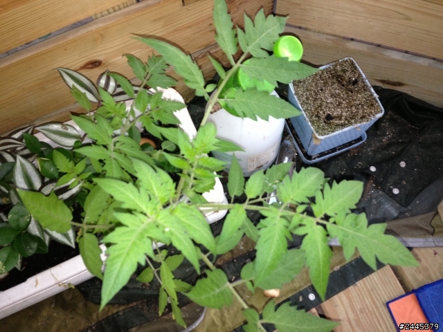 請問一下這是哪種植物?