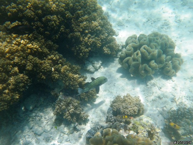 2013_02 馬來西亞 馬布島 Mabul Island Malaysia