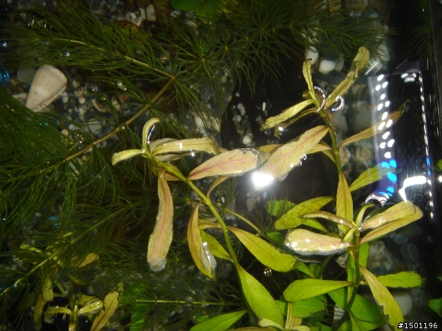 水草問題!!