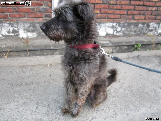 [台南/成犬免費送養]特色混梗犬~"阿丹"想要一個家