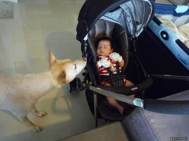 猋+一小犬=器 的生活集錦~