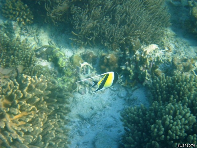 2013_02 馬來西亞 馬布島 Mabul Island Malaysia
