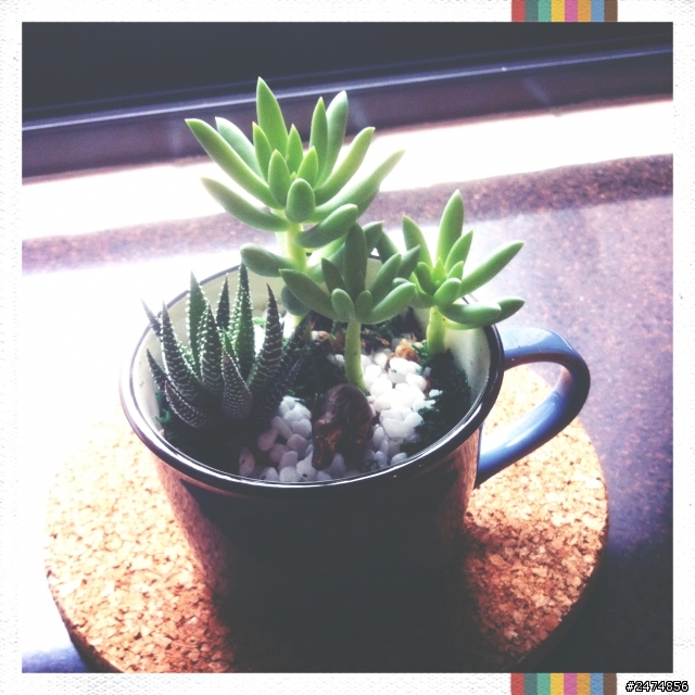 多肉植物DIY 開箱文加同篇關箱文T.T