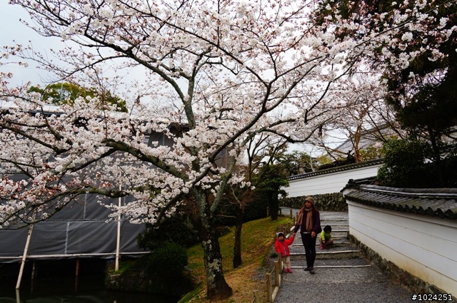 [單車拖車的無限可能] 2013 Bike·桜·京都 (4th Day)