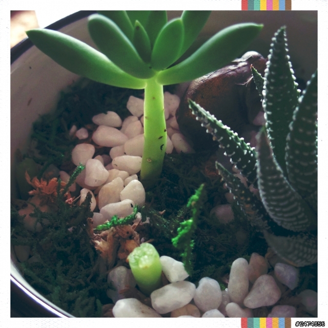多肉植物DIY 開箱文加同篇關箱文T.T