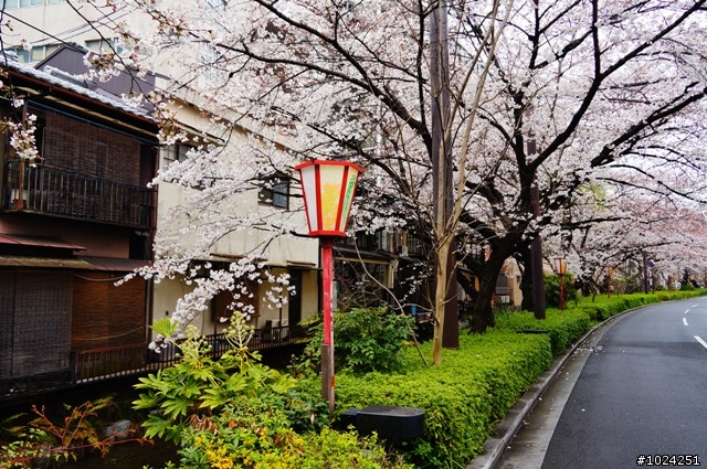 [單車拖車的無限可能] 2013 Bike·桜·京都 (3rd Day)