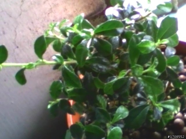請教 這棵植物名
